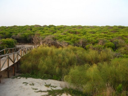 Rota_-_Pinar_marítimo_de_la_playa_de_Punta_Candor